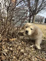 Green, a male Golden Retriever for sale in Ripon, WI – Photo 5 of 6