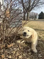 Green, a male Golden Retriever for sale in Ripon, WI – Photo 4 of 6