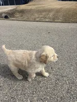 Green, a male Golden Retriever for sale in Ripon, WI – Photo 6 of 6