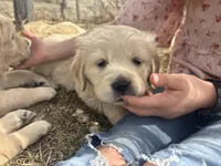 Goldie , a male Golden Retriever for sale in Ripon, WI – Photo 2 of 3