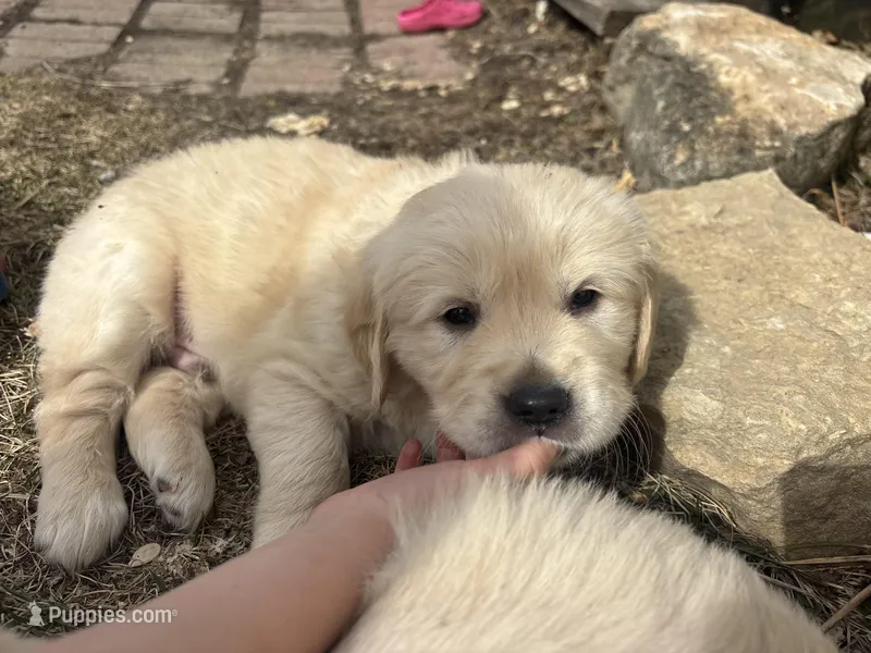 Goldie  – Golden Retriever puppy for sale in Ripon, WI