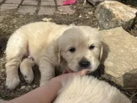 Goldie , a male Golden Retriever for sale in Ripon, WI – Photo 1 of 3