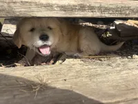 Goldie , a male Golden Retriever for sale in Ripon, WI – Photo 3 of 3