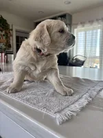 Pink , a female Golden Retriever for sale in Ripon, WI – Photo 3 of 4