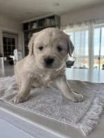 Pink , a female Golden Retriever for sale in Ripon, WI – Photo 1 of 4