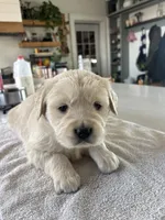 Pink , a female Golden Retriever for sale in Ripon, WI – Photo 4 of 4