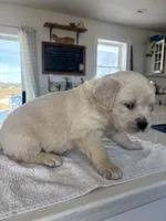 Pink , a female Golden Retriever for sale in Ripon, WI – Photo 2 of 4