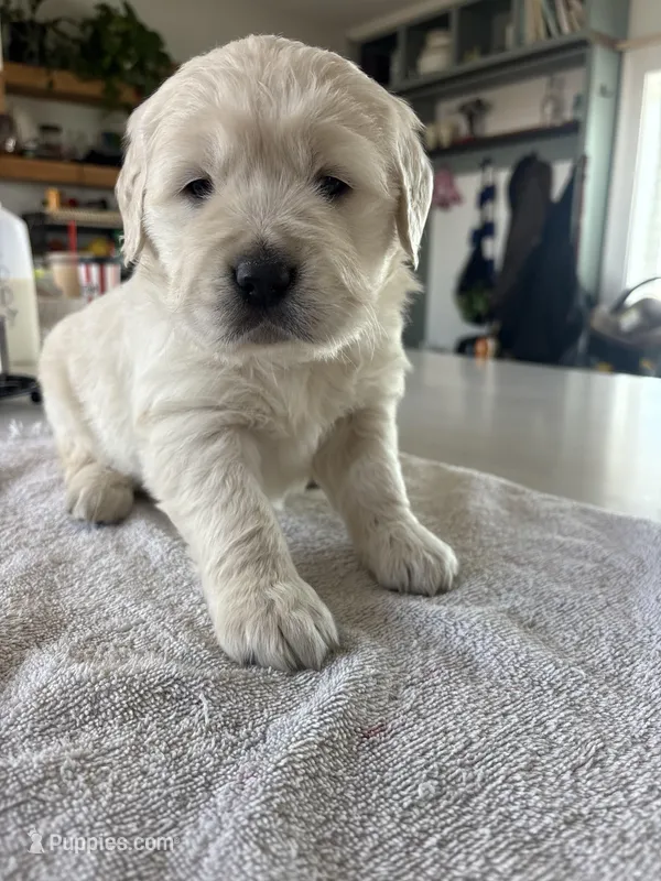 Purple (peaches)  – Golden Retriever puppy for sale in Ripon, WI