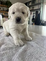 Purple (peaches) , a female Golden Retriever for sale in Ripon, WI – Photo 2 of 2