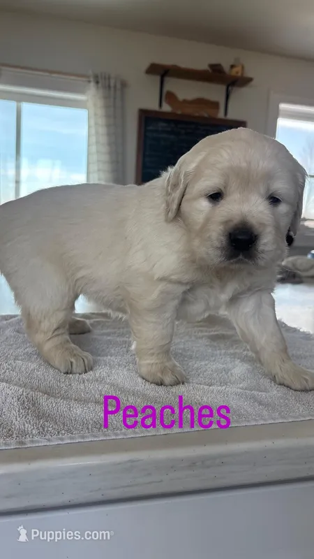 Purple (peaches) , a female Golden Retriever for sale in Ripon, WI – Photo 1 of 2