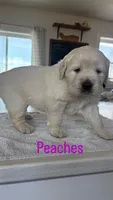Purple (peaches) , a female Golden Retriever for sale in Ripon, WI – Photo 1 of 2