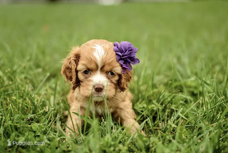 Victoria – Cocker Spaniel puppy for sale in Millersburg, IN