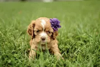 Victoria, a female Cocker Spaniel for sale in Millersburg, IN – 1 of 3