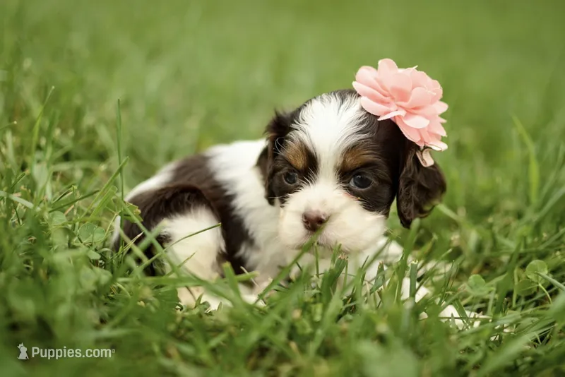 Viviane – Cocker Spaniel puppy for sale in Millersburg, IN