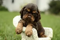 Vicking, a male Cocker Spaniel for sale in Millersburg, IN – 3 of 3