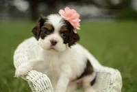 Viviane, a female Cocker Spaniel for sale in Millersburg, IN – 2 of 3