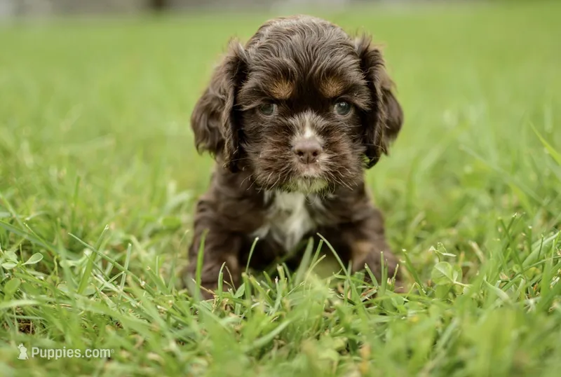 Vince – Cocker Spaniel puppy for sale in Millersburg, IN