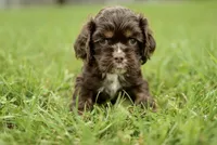 Vince, a male Cocker Spaniel for sale in Millersburg, IN – 1 of 3