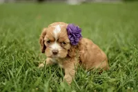 Victoria, a female Cocker Spaniel for sale in Millersburg, IN – 2 of 3