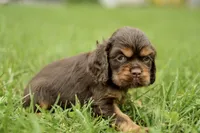 Vicking, a male Cocker Spaniel for sale in Millersburg, IN – 1 of 3