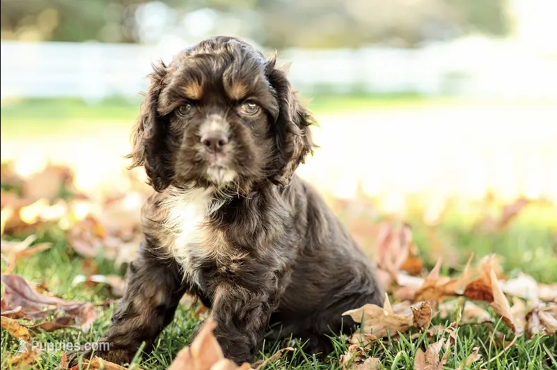 Vince – Cocker Spaniel puppy for sale in Millersburg, IN