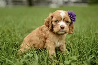 Victoria, a female Cocker Spaniel for sale in Millersburg, IN – 3 of 3