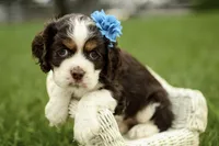 Velvet, a female Cocker Spaniel for sale in Millersburg, IN – 3 of 3
