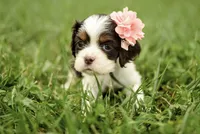 Viviane, a female Cocker Spaniel for sale in Millersburg, IN – 3 of 3