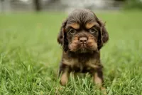 Vicking, a male Cocker Spaniel for sale in Millersburg, IN – 2 of 3