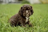 Vince, a male Cocker Spaniel for sale in Millersburg, IN – 3 of 3