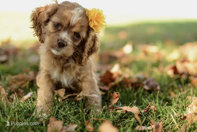 Victoria – Cocker Spaniel puppy for sale in Millersburg, IN