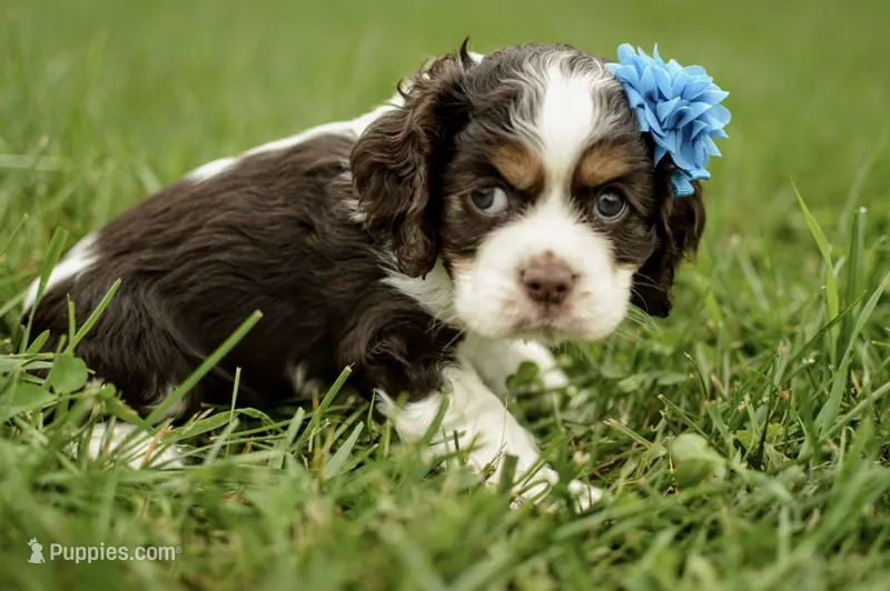 Velvet – Cocker Spaniel puppy for sale in Millersburg, IN
