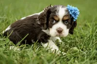Velvet, a female Cocker Spaniel for sale in Millersburg, IN – 1 of 3