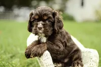 Vince, a male Cocker Spaniel for sale in Millersburg, IN – 2 of 3