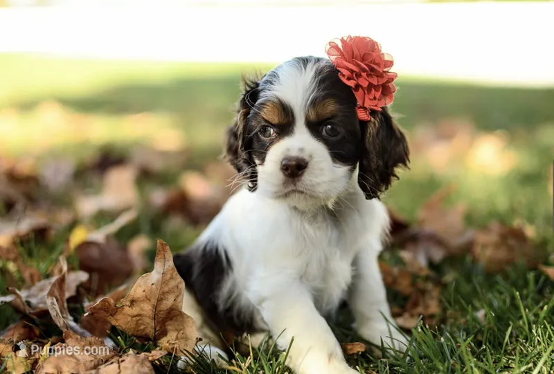 Viviane – Cocker Spaniel puppy for sale in Millersburg, IN