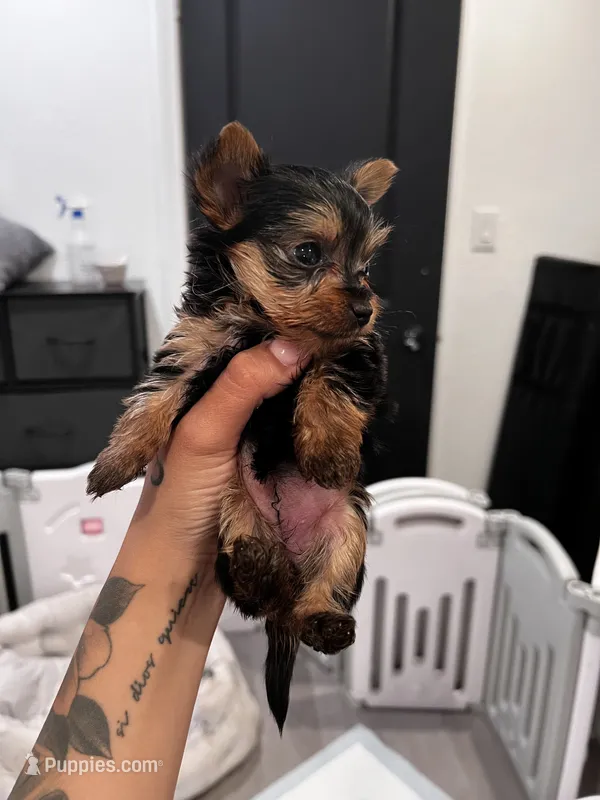 Peach – Yorkshire Terrier puppy for sale in Lancaster, CA