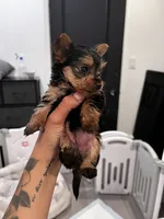 Peach, a female Yorkshire Terrier for sale in Lancaster, CA – 1 of 3