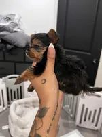 Peach, a female Yorkshire Terrier for sale in Lancaster, CA – 2 of 3