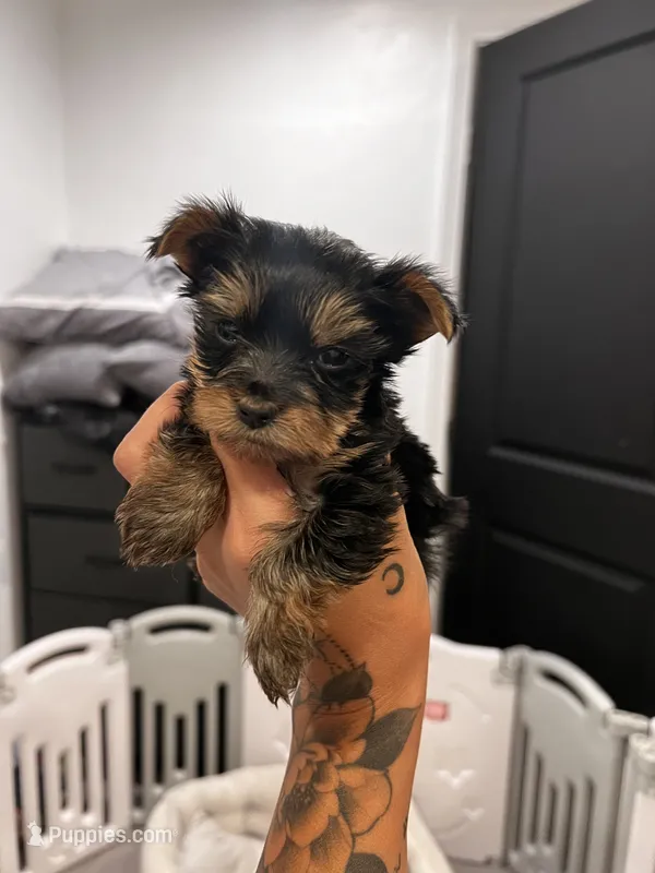 Mario, a male Yorkshire Terrier for sale in Lancaster, CA – 1 of 3