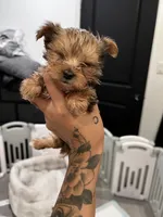 Luigi, a male Yorkshire Terrier for sale in Lancaster, CA – 2 of 4