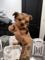 Luigi, a male Yorkshire Terrier for sale in Lancaster, CA – 1 of 4