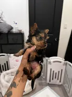Peach, a female Yorkshire Terrier for sale in Lancaster, CA – 3 of 3