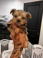 Luigi, a male Yorkshire Terrier for sale in Lancaster, CA – 3 of 4