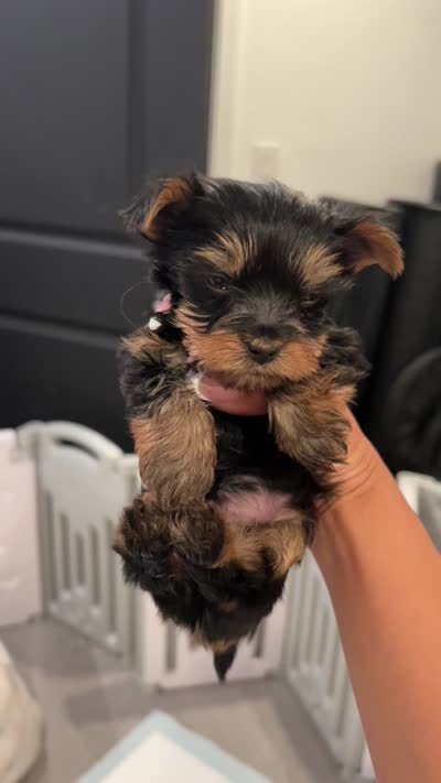 Mario, a male Yorkshire Terrier for sale in Lancaster, CA – 3 of 3