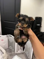 Mario, a male Yorkshire Terrier for sale in Lancaster, CA – 2 of 3