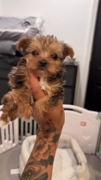 Luigi, a male Yorkshire Terrier for sale in Lancaster, CA – 4 of 4
