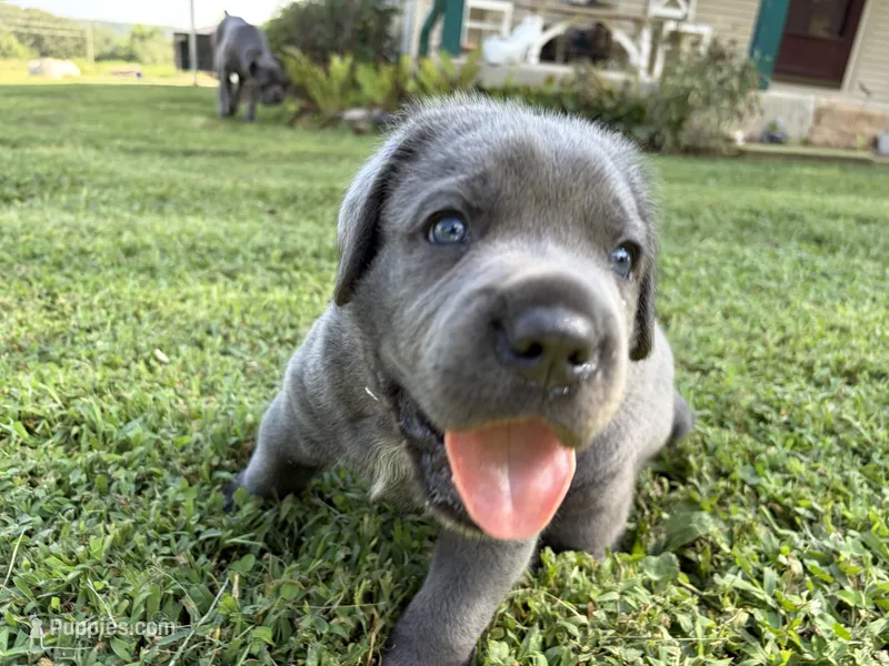 R-1 – Cane Corso puppy for sale in Belle, MO
