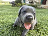 R-1, a male Cane Corso for sale in Belle, MO – 1 of 3
