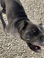 RENEE, a female Cane Corso for sale in Belle, MO – 2 of 5