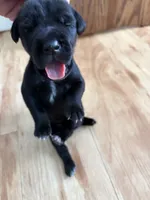 RR-1, a male Cane Corso for sale in Belle, MO – 6 of 10